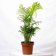 Chamaedorea elegans parlour - elegans,