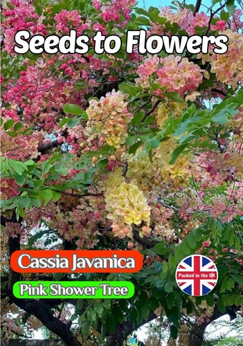 Cassia javanica pink shower - javanica-,