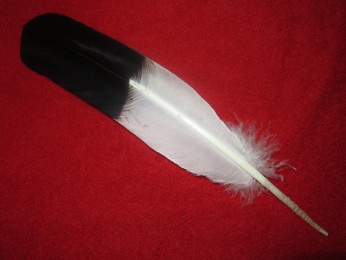 Native american made immature - american,