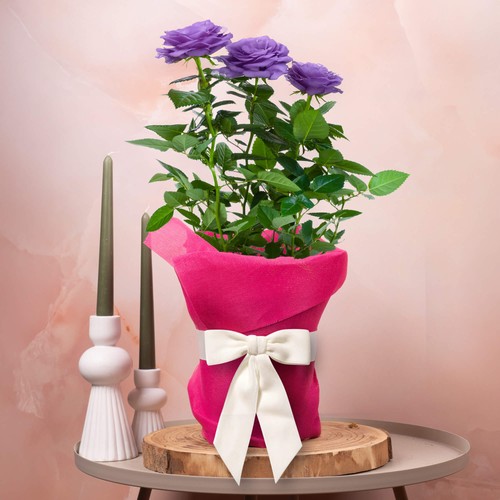 Gift roses for mothers - gift, day
