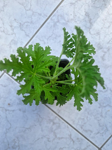 Pelargonium lemon geranium - a2,