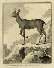Antique Print-A depiction of a