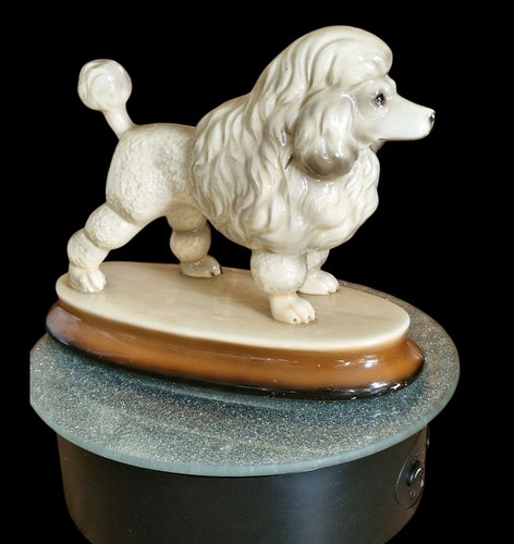 White french poodle vintage - french,