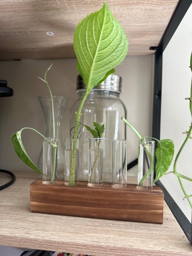 Wooden plant propagation - wooden,