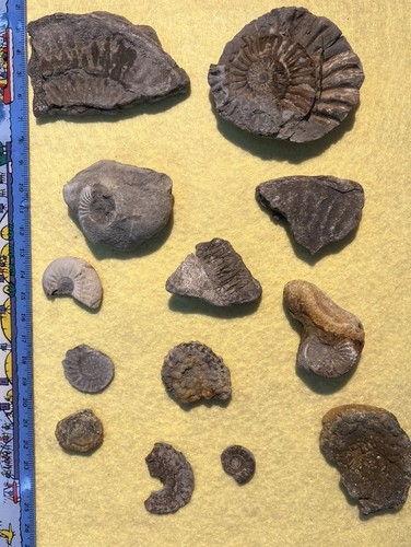 13x fossil ammonite uk - 13x,