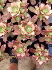 aeonium kiwi plant succulent