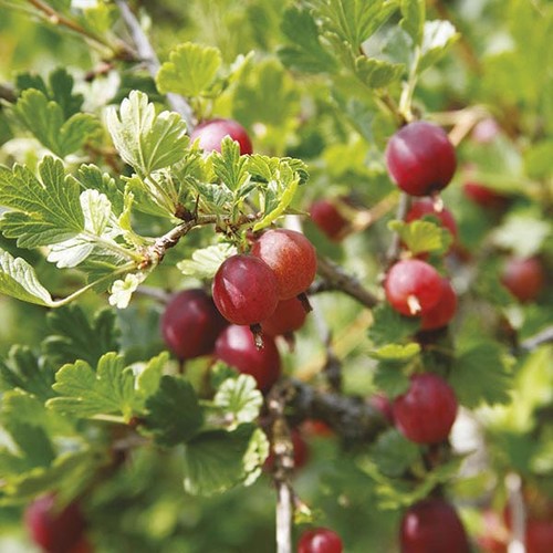 Gooseberry hinnonmaki red - hinnonmaki,