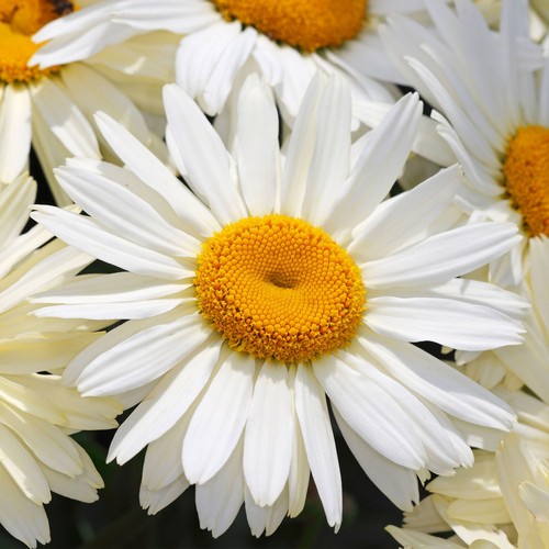 Shasta daisy leucanthemum - shasta,