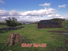 PHOTO  TREE STUMP LOOKING PAST
