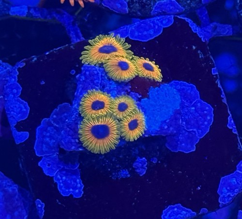 Great owls zoa colony - owls,