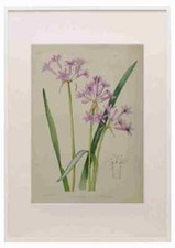 Lansdell KA 1921 Tulbaghia