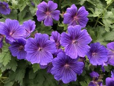 10 x Flowering Perennial