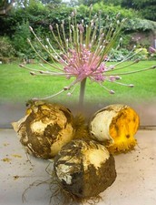 1-10 ALLIUM SCHUBERTII BULBS
