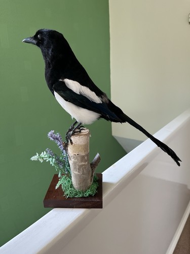 Taxidermy magpie this not - ,this,