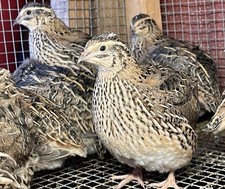 12 Japanese (coturnix) quail Eggs.