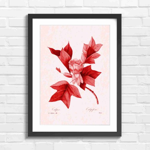 Vintage tulip tree botanical - tree,