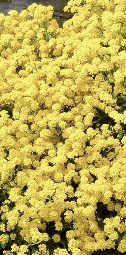 Alyssum saxitile compactum - alyssum,
