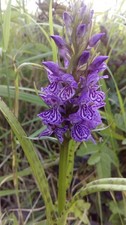 Dactylorrhiza x venusta, 2