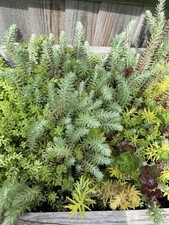 patio plants 50 sedum CUTTINGS Very Easy To Grow Trailer ,Creepers, Ground Cover