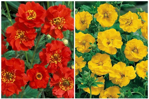Healthy mixed geum plug - 4,