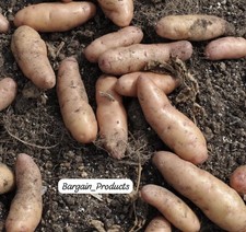 Apple Seed Potatoes Pink Fir