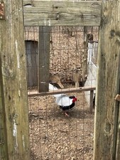 6 silver pheasant hatching