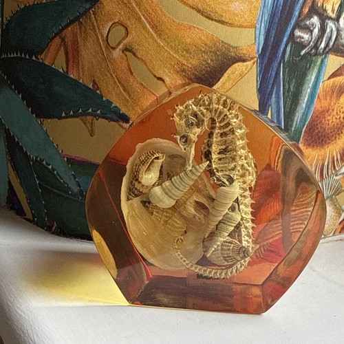 Vintage seahorse seashell - &,