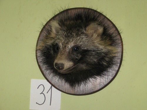 Raccoon dog head taxidermy - raccoon,