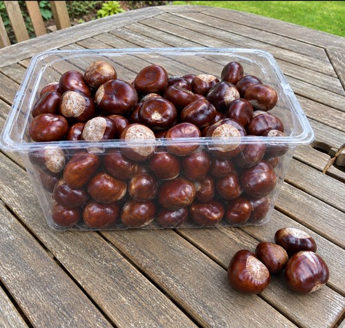 2kg horsechestnut conkers arts - horsechestnut,