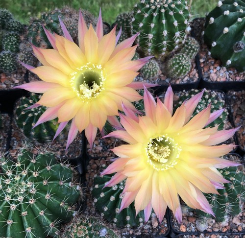 Fresh cactus seed - cactus,