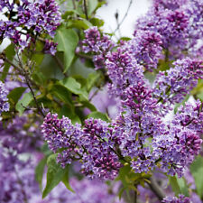 'Sensation' Syringa Vulgaris - Branched Lilac Tree 1ft Tall Shrub in a 2L Pot