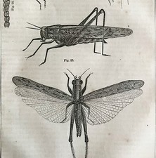 Locust Katydid Grasshoppers