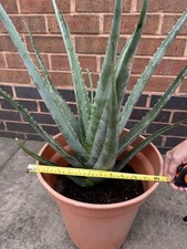 Aloe Vera Plant Large 
