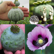 Sacred Seeds – GIANT Persian