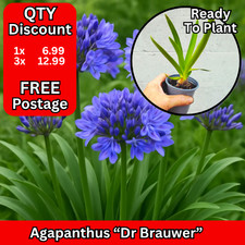 Agapanthus Plants Dr Brouwer