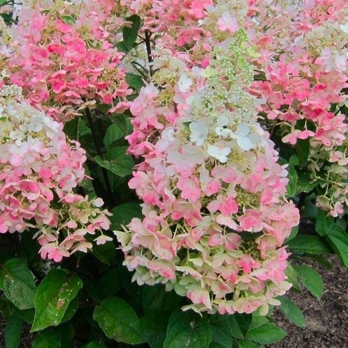 Hydrangea paniculata - hydrangea,