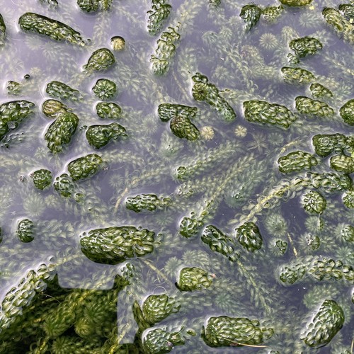 Oxygenated pond weed live - weed,