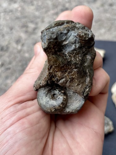 Phyloceras fossil ammonite - fossil,