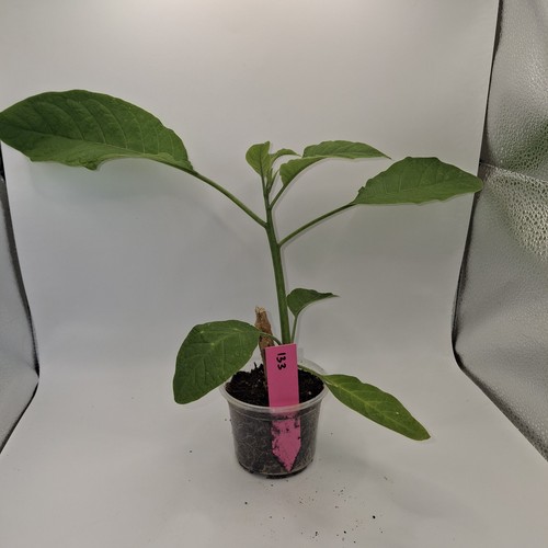 Pink brugmansia angel - pink,