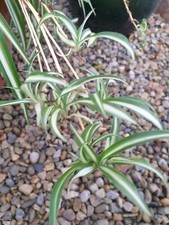 3 Rooted Baby Spider Plants / Cuttings Popular Indoor House Plant