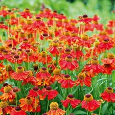 Pack x3 Helenium Moerheim