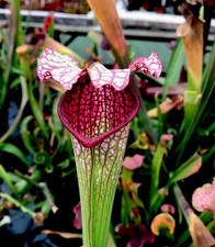 Sarracenia Leucophylla UXO 1 (carnivorous pitcher plant)