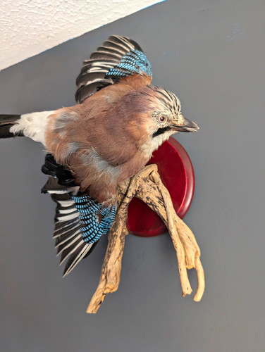 Eurasian jay taxidermy - eurasian,