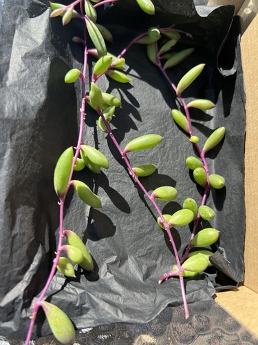 String rubies - string,