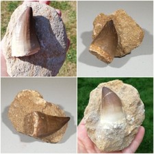 Fossil Mosasaur Tooth -