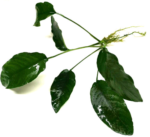 Anubias barteri large - anubias,