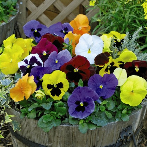 Pansy universal mixed - pansy,