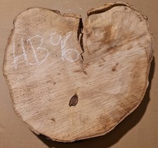 Old hornbeam burr burl cookie - burr,