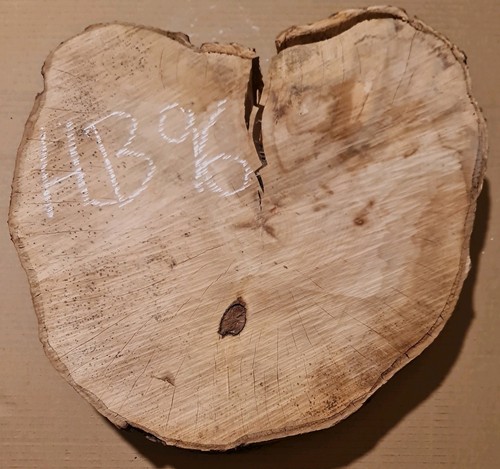 Old hornbeam burr burl cookie - hornbeam,