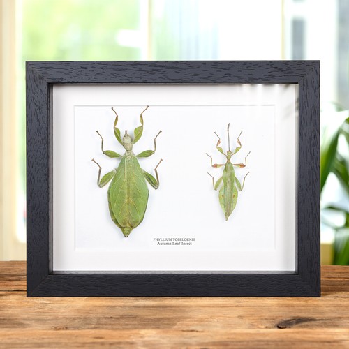 Autumn leaf insect box - leaf, in